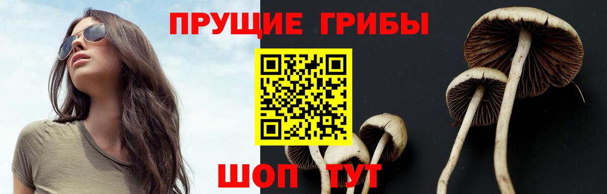 Псилоцибиновые грибы GOLDEN TEACHER Дивногорск